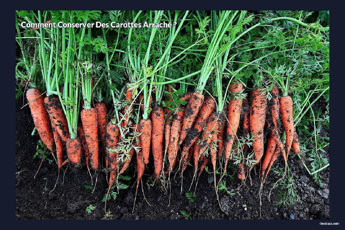 Comment conserver des carottes arraché ?