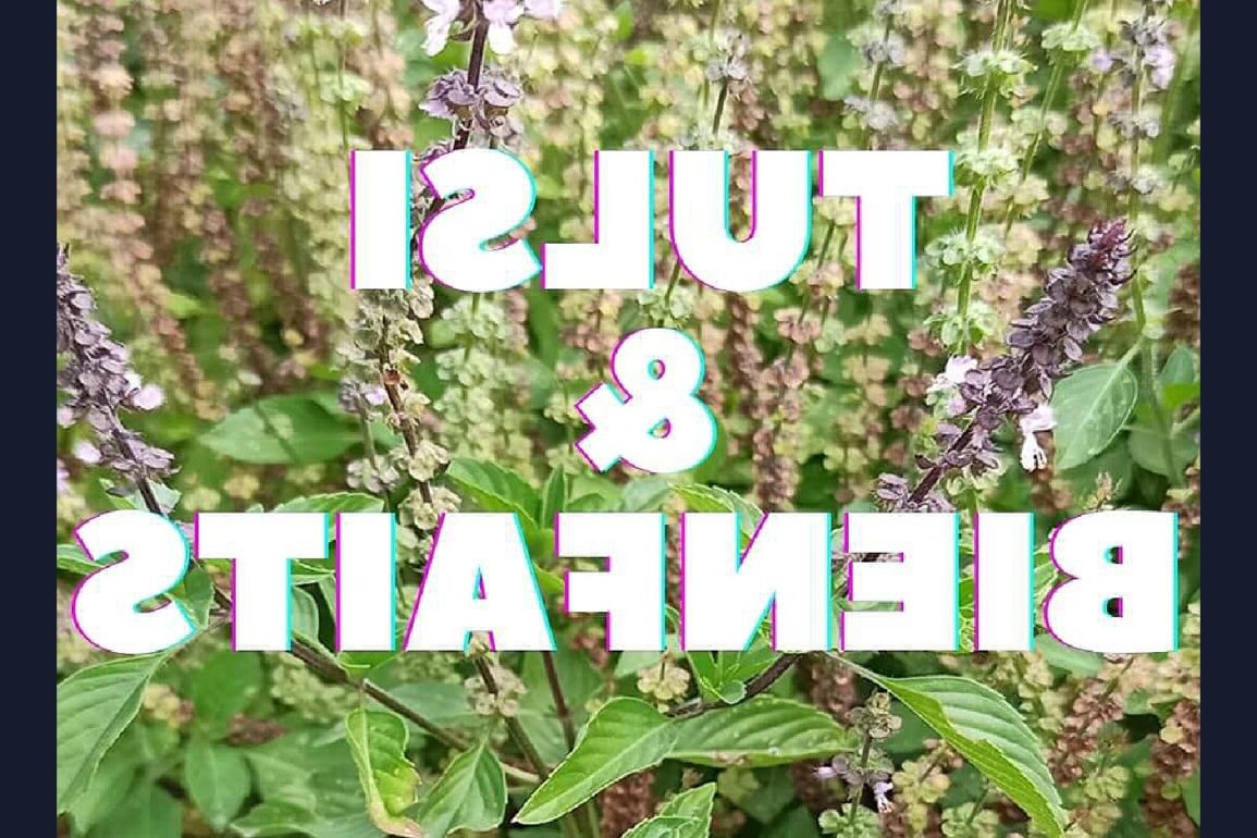 Comment consommer le tulsi ?