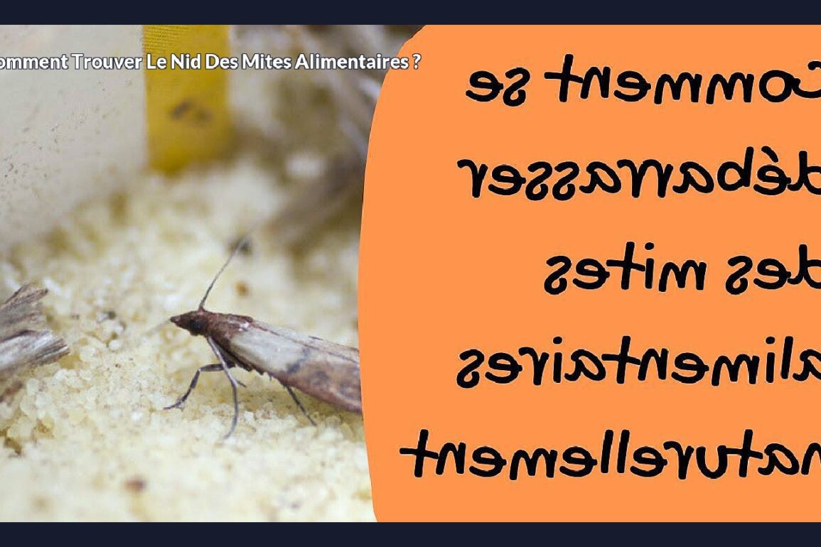 Comment trouver le nid des mites alimentaires ?