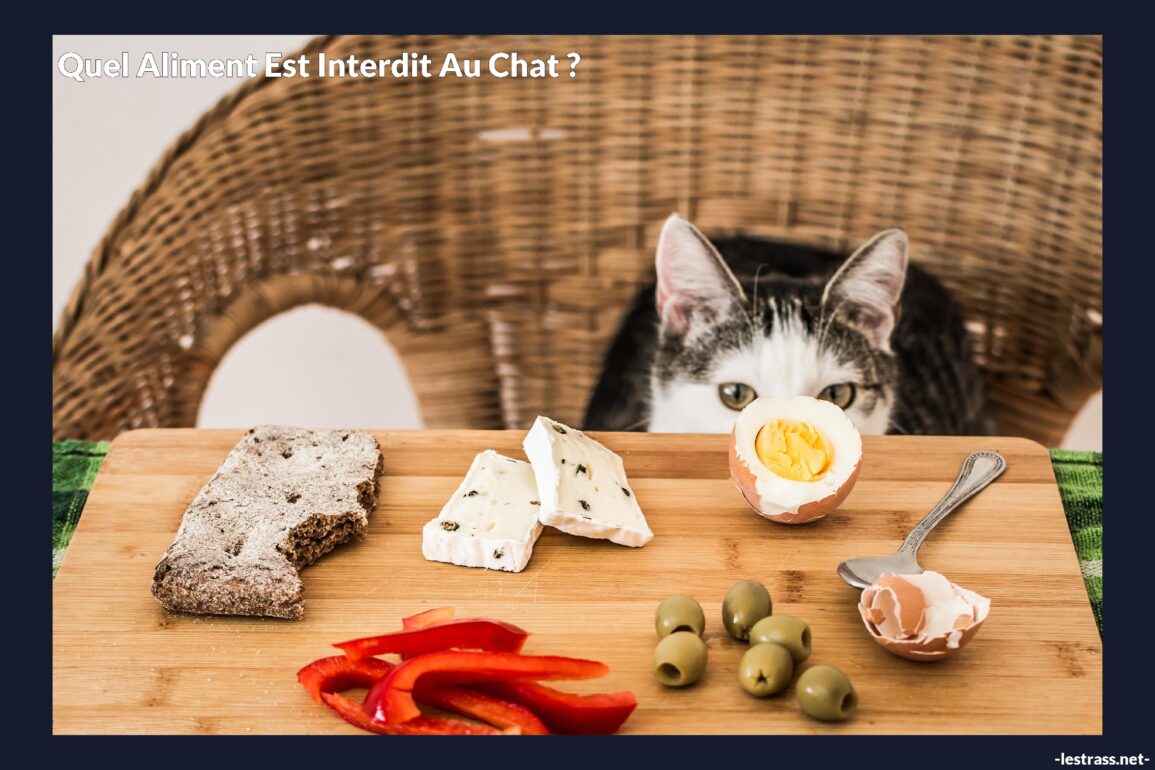 Quel aliment est interdit au chat ?