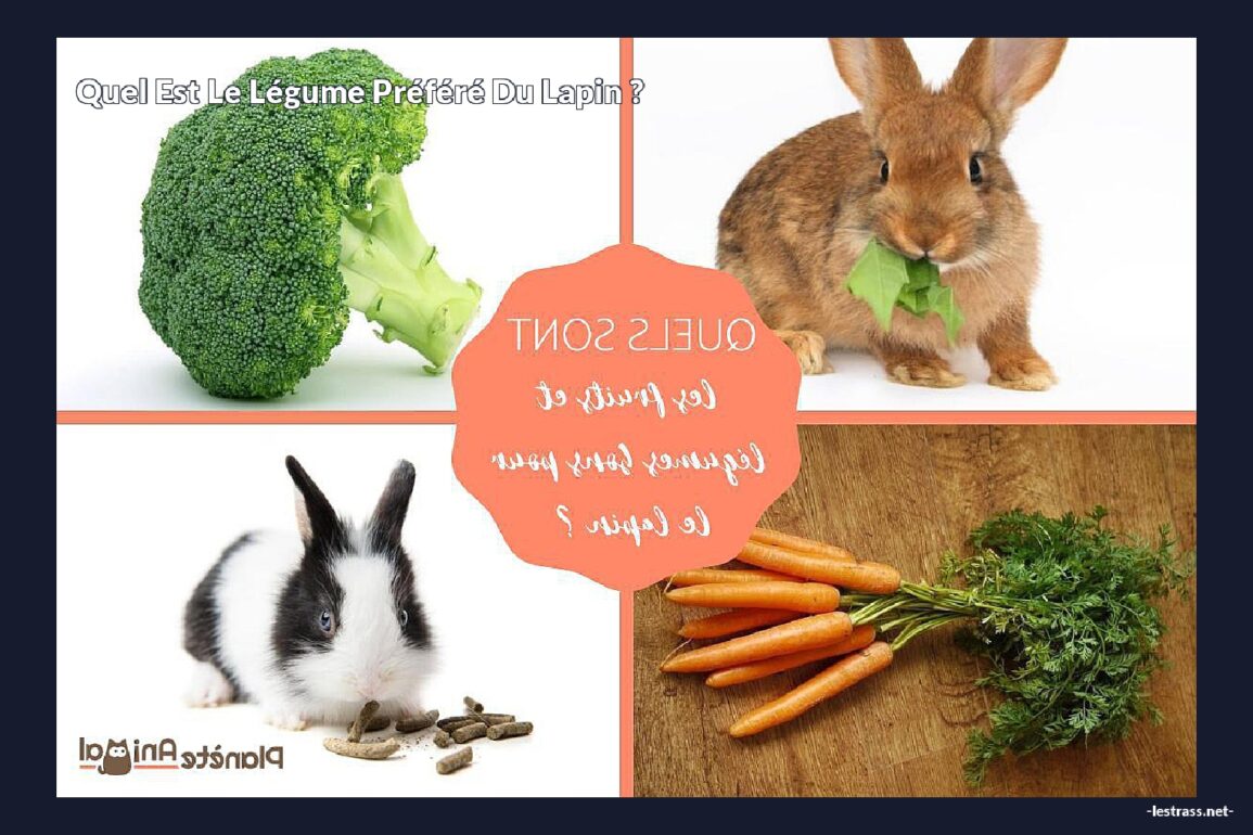Quel est le légume préféré du lapin ?