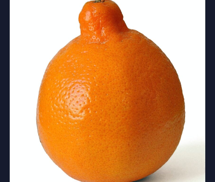 Quel fruit est obtenue à partir d'un croisement entre un pamplemousse et une mandarine ?