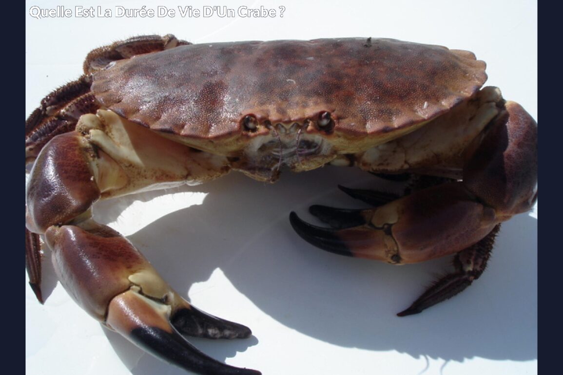 Quelle est la durée de vie d'un crabe ?