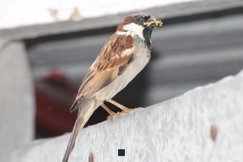 Est-ce que les oiseaux peuvent manger du riz cuit sans danger?