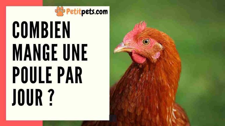 Est-ce que les poules mangent du riz cuit