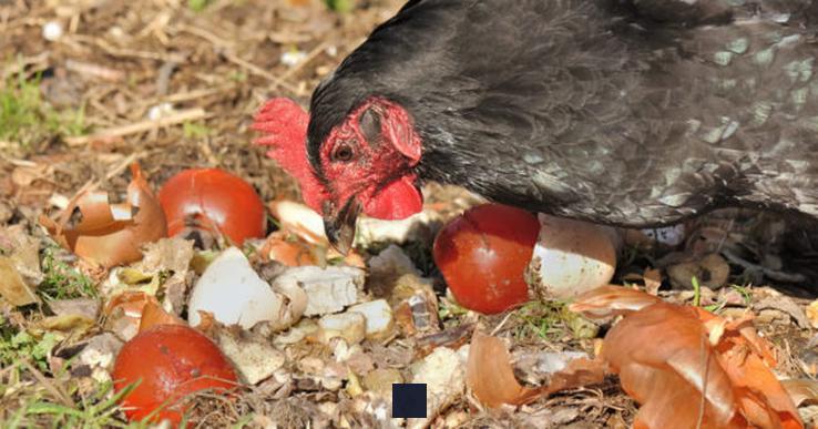 Est-ce que les poules mangent du riz cuit