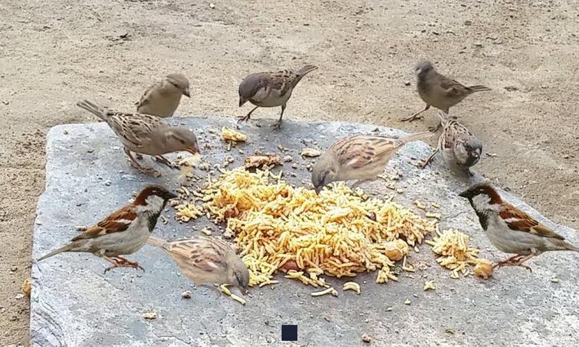 Peut on donner du riz cuit à des poules