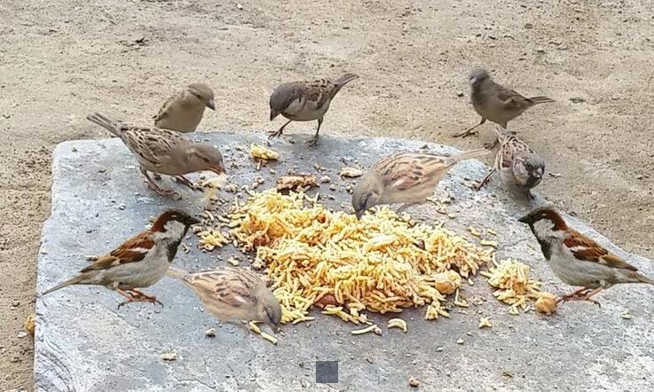 Peut on donner du riz blanc cuit aux poules