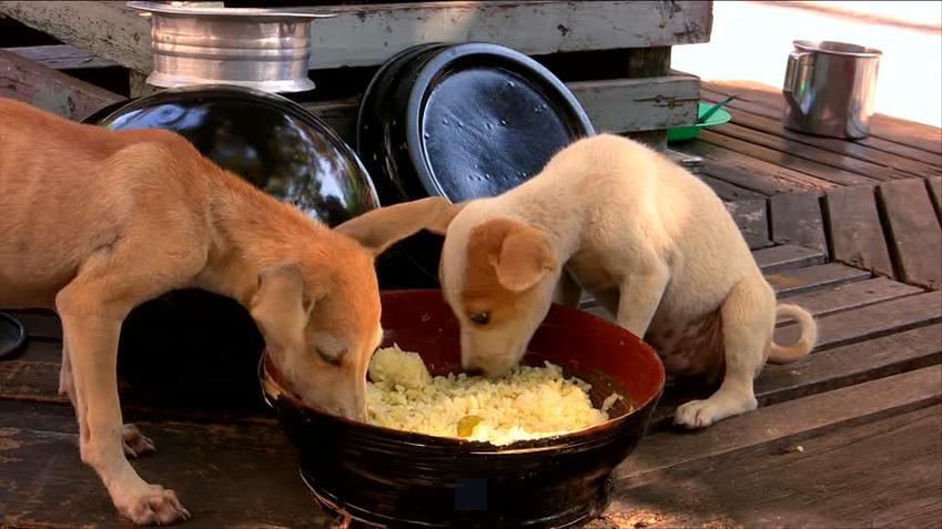 Peut on donner du riz cuit au chien