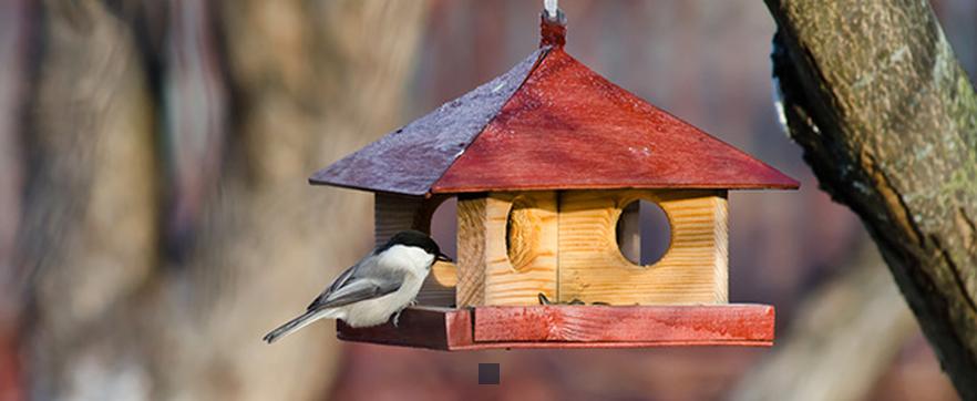 Peut-on nourrir les oiseaux avec du riz non cuit ? Découvrez la vérité sur ce mystère alimentaire aviaire !