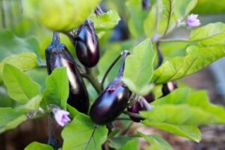 Comment conserver les aubergines pour l'hiver ?