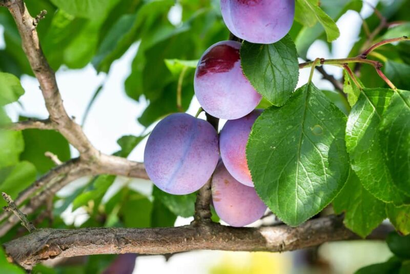 Est-ce que les prunes mûrissent après cueillette ?