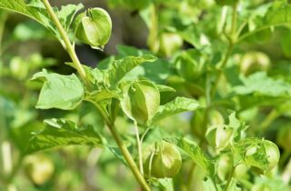 Pourquoi ne pas prendre ashwagandha avant le coucher ?