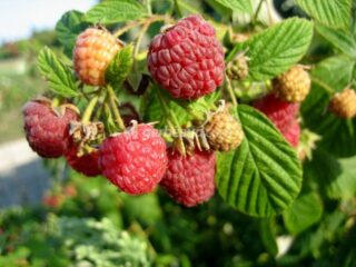 Quel est le mois des framboises ?