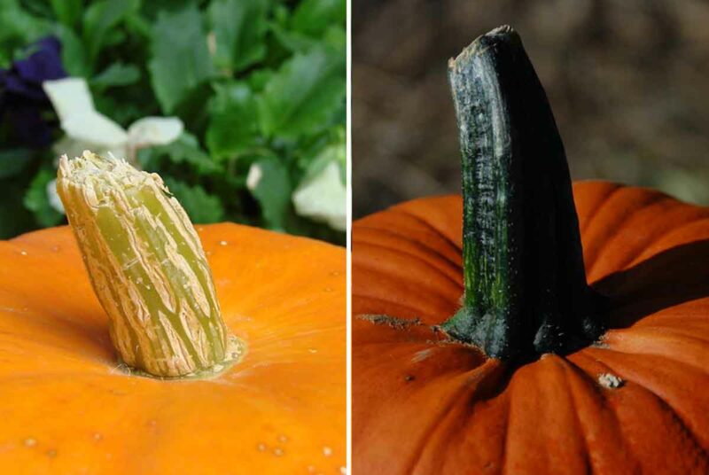 Quelle différence entre la citrouille et le potiron ?