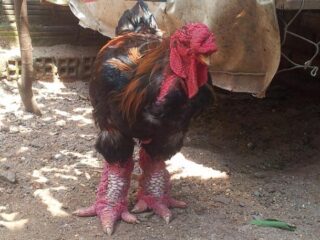 Quelle est la partie la plus grasse du poulet ?