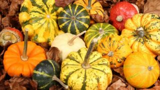 Quelles sont les courges qui ne se mangent pas ?