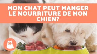 Qu'est-ce que les chats adorent manger ?