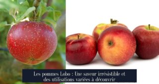 Les pommes Lobo : Une saveur irrésistible et des utilisations variées à découvrir