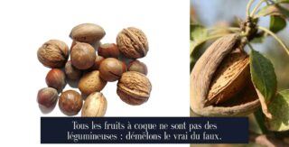 Tous les fruits à coque ne sont pas des légumineuses : démêlons le vrai du faux.