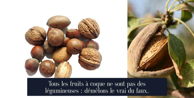 Tous les fruits à coque ne sont pas des légumineuses : démêlons le vrai du faux.