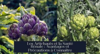 Les Artichauts et la Santé Rénale : Avantages et Précautions à Connaître