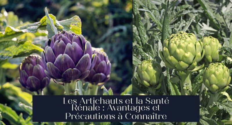 Les Artichauts et la Santé Rénale : Avantages et Précautions à Connaître