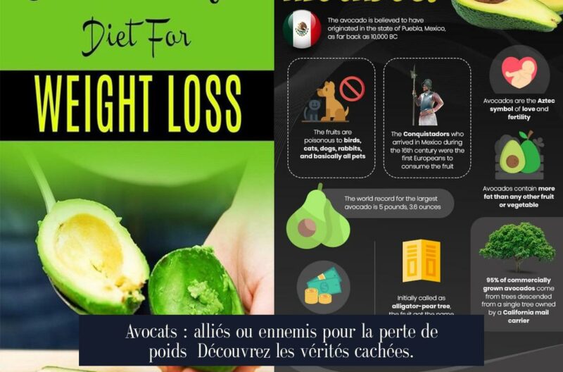 Avocats : alliés ou ennemis pour la perte de poids Découvrez les vérités cachées.