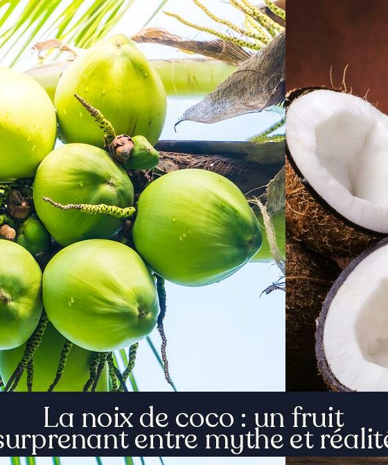 La noix de coco : un fruit surprenant entre mythe et réalité