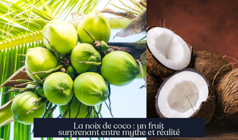 La noix de coco : un fruit surprenant entre mythe et réalité