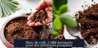 Marc de café : L'allié inattendu pour des artichauts prospères