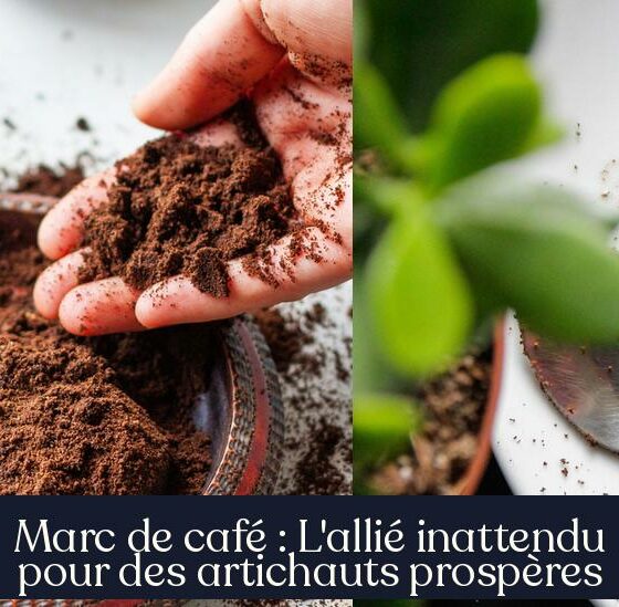 Marc de café : L'allié inattendu pour des artichauts prospères