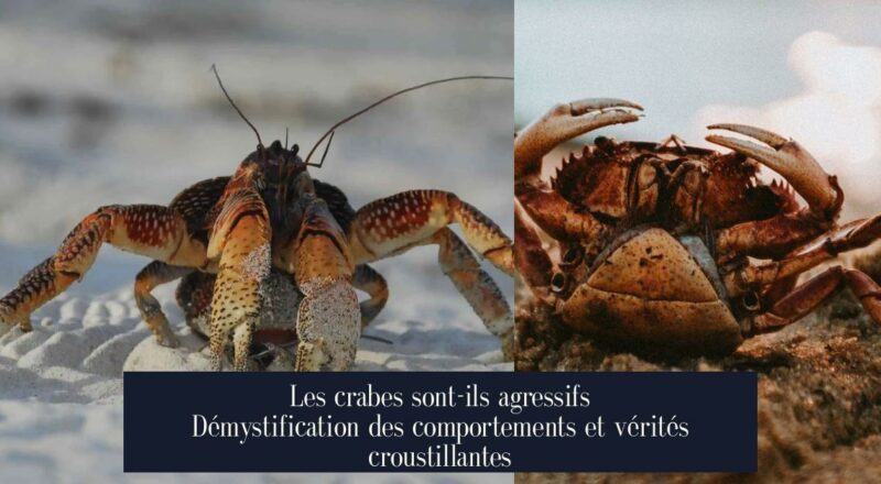 Les crabes sont-ils agressifs Démystification des comportements et vérités croustillantes