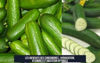 Les bienfaits des concombres : hydratation, vitamines et digestion optimale