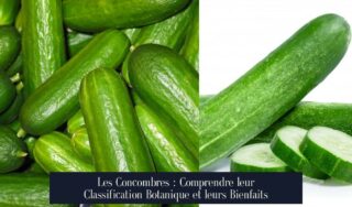 Les Concombres : Comprendre leur Classification Botanique et leurs Bienfaits