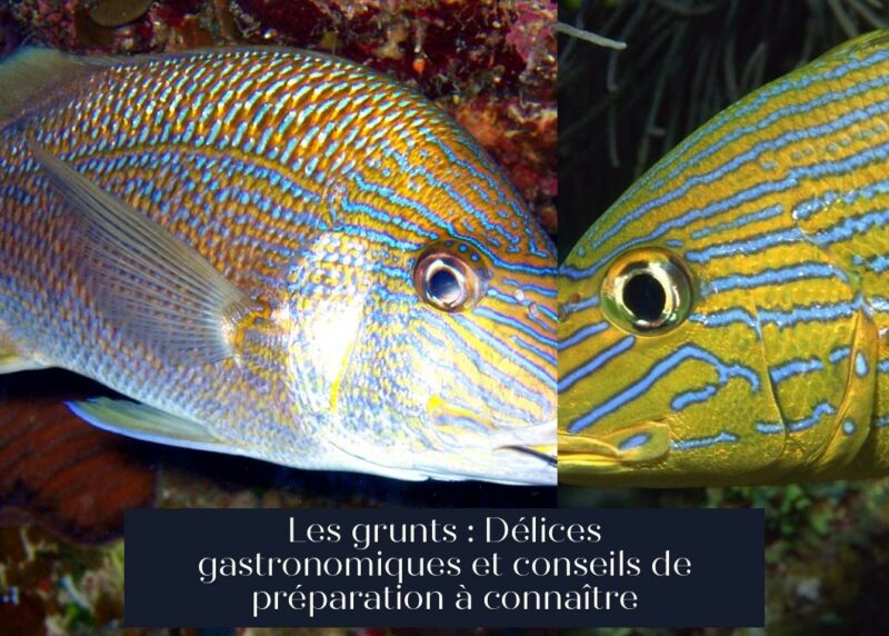 Les grunts : Délices gastronomiques et conseils de préparation à connaître