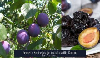 Prunes : Sont-elles de Vrais Laxatifs Comme les Pruneaux