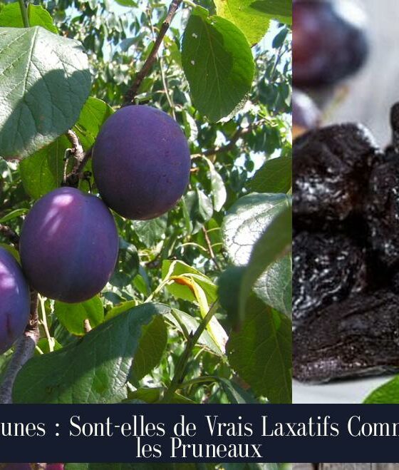 Prunes : Sont-elles de Vrais Laxatifs Comme les Pruneaux