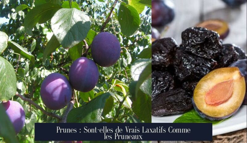 Prunes : Sont-elles de Vrais Laxatifs Comme les Pruneaux