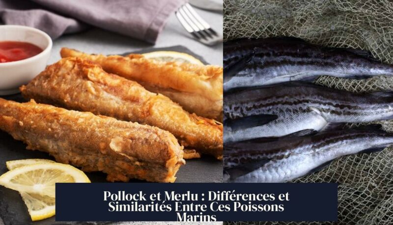 Pollock et Merlu : Différences et Similarités Entre Ces Poissons Marins