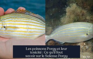 Les poissons Porgy et leur toxicité : Ce qu'il faut savoir sur le Salema Porgy
