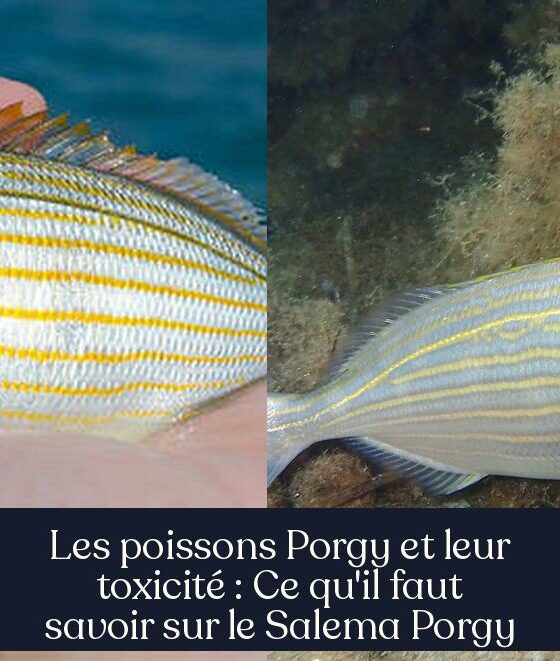 Les poissons Porgy et leur toxicité : Ce qu'il faut savoir sur le Salema Porgy
