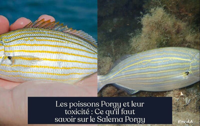 Les poissons Porgy et leur toxicité : Ce qu'il faut savoir sur le Salema Porgy