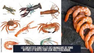 Les crevettes sont-elles des mangeurs de fond Mythes et vérités sur leur rôle écologique.