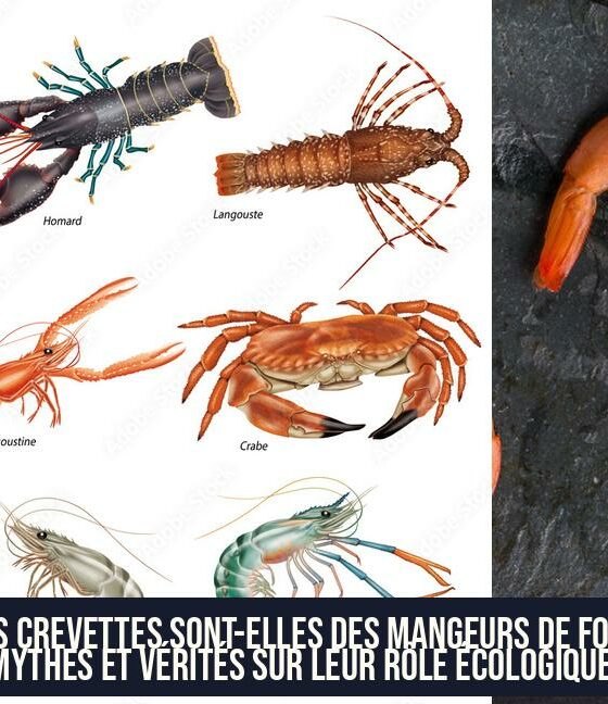Les crevettes sont-elles des mangeurs de fond Mythes et vérités sur leur rôle écologique.