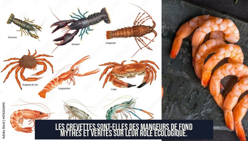 Les crevettes sont-elles des mangeurs de fond Mythes et vérités sur leur rôle écologique.