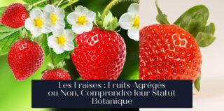 Les Fraises : Fruits Agrégés ou Non, Comprendre leur Statut Botanique