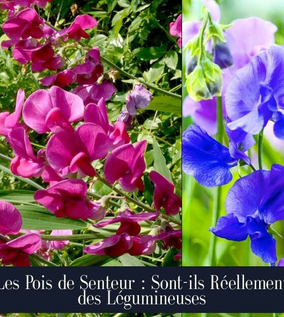 Les Pois de Senteur : Sont-ils Réellement des Légumineuses