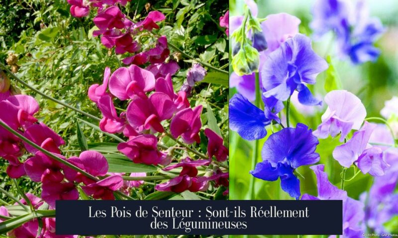 Les Pois de Senteur : Sont-ils Réellement des Légumineuses