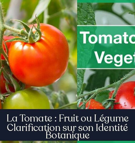La Tomate : Fruit ou Légume Clarification sur son Identité Botanique